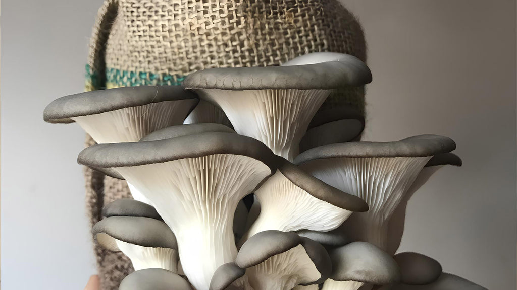 How To Grow Mushrooms At Home