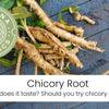 What Is Chicory Root, Its Taste & Should You Try Chicory Coffee?