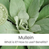 Mullein (Verbascum Thapsus) - What is it? How to Use & Benefits