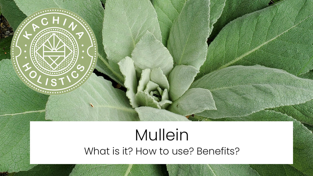 Mullein (Verbascum Thapsus) - What is it? How to Use & Benefits