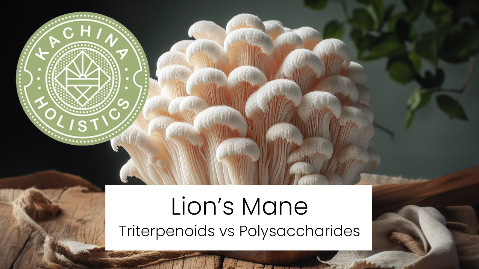 Lion's Mane: Triterpenoids vs Polysaccharides