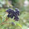 Elderberry Elixir - Organic Syrup