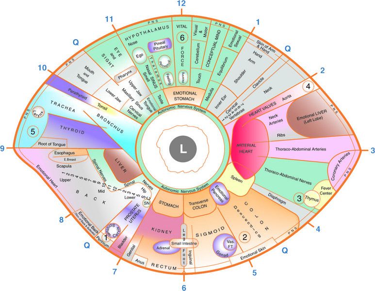 iridology eye map